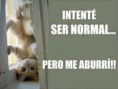/album/fotogaleria/jum-normal-quien-dijo-jpg/